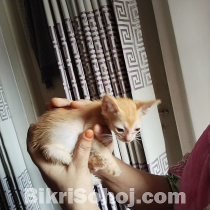 মিক্সড ব্রিড বিড়াল